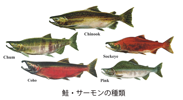 鮭 鱒 サーモンの種類と違い天然 養殖