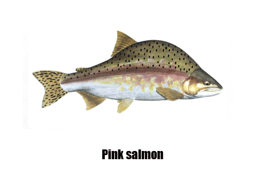 鮭 鱒 サーモンの種類と違い天然 養殖